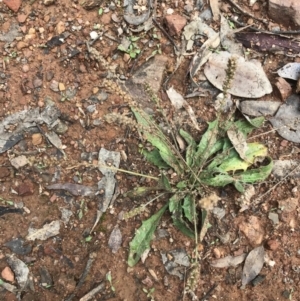 Plantago sp. at Burra, NSW - 14 Jun 2021