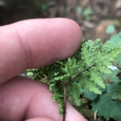 Cheilanthes sp. (Rock Fern) at Googong Foreshore - 14 Jun 2021 by Tapirlord