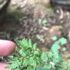 Cheilanthes sp. at Burra, NSW - 14 Jun 2021