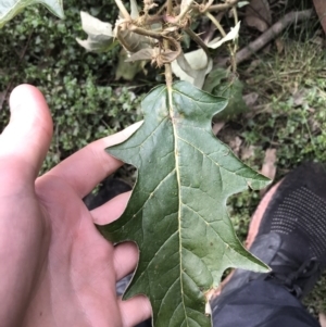 Solanum cinereum at Yarrow, NSW - 14 Jun 2021