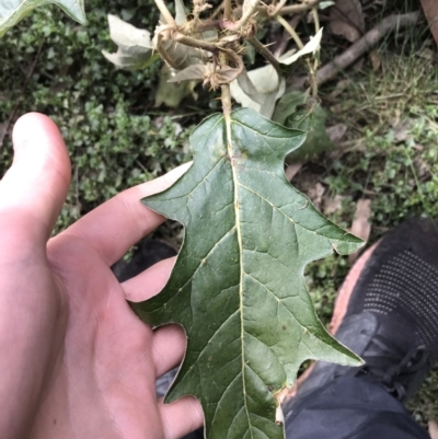 Solanum cinereum (Narrawa Burr) at Googong Foreshore - 14 Jun 2021 by Tapirlord