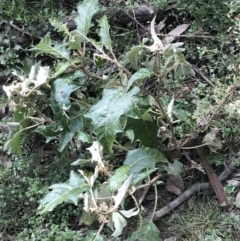 Solanum cinereum at Yarrow, NSW - 14 Jun 2021