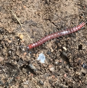 Scolopendromorpha (order) at Yarrow, NSW - 14 Jun 2021