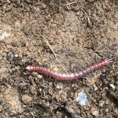 Scolopendromorpha (order) at Yarrow, NSW - 14 Jun 2021