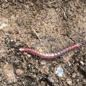 Scolopendromorpha (order) at Yarrow, NSW - 14 Jun 2021 12:02 PM