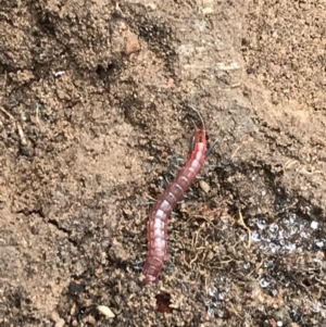 Scolopendromorpha (order) at Yarrow, NSW - 14 Jun 2021