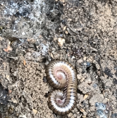 Diplopoda (class) (Unidentified millipede) at Yarrow, NSW - 14 Jun 2021 by Tapirlord