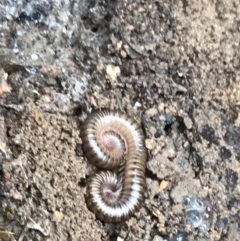 Diplopoda (class) at Yarrow, NSW - 14 Jun 2021 12:03 PM