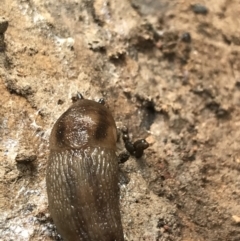 Ambigolimax nyctelia (Striped Field Slug) at Googong Foreshore - 14 Jun 2021 by Tapirlord