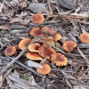 zz agaric (stem; gills not white/cream) at Throsby, ACT - 29 Jun 2021