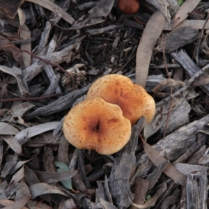 zz agaric (stem; gills not white/cream) at Throsby, ACT - 29 Jun 2021