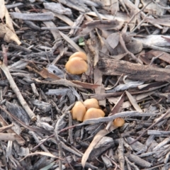 zz agaric (stem; gills not white/cream) at Throsby, ACT - 29 Jun 2021