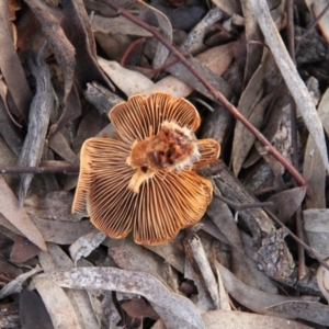 zz agaric (stem; gills not white/cream) at Throsby, ACT - 29 Jun 2021