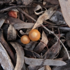 zz agaric (stem; gills not white/cream) at Throsby, ACT - 29 Jun 2021