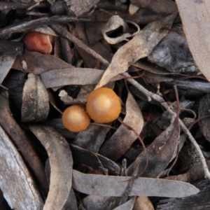 zz agaric (stem; gills not white/cream) at Throsby, ACT - 29 Jun 2021