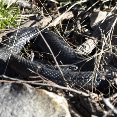 Pseudechis porphyriacus (Red-bellied Black Snake) at Fyshwick, ACT - 29 Jun 2021 by davidcunninghamwildlife