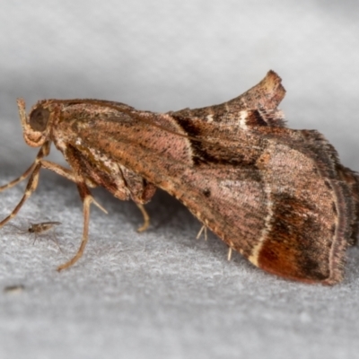 Gauna aegusalis (Pyraline moth) at Melba, ACT - 10 Dec 2018 by Bron