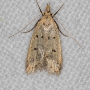 Atheropla decaspila at Melba, ACT - 9 Dec 2018 12:42 PM