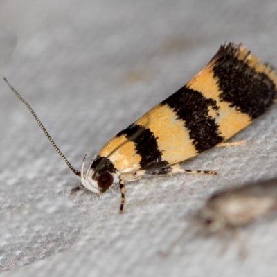 Telecrates melanochrysa (Telecrates melanochrysa) at Melba, ACT - 9 Dec 2018 by Bron