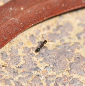 Monomorium sp. (genus) at Wamboin, NSW - 6 Feb 2021