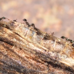 Monomorium sp. (genus) at Wamboin, NSW - 6 Feb 2021