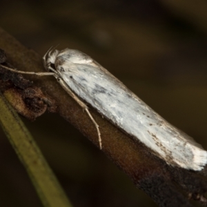 Philobota productella at Melba, ACT - 7 Dec 2018 05:43 AM