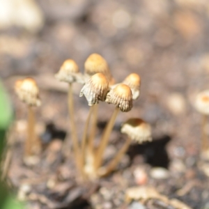 Coprinellus etc. at Wamboin, NSW - 6 Feb 2021 02:42 PM