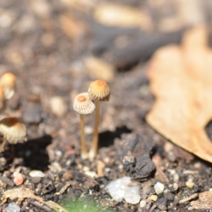 Coprinellus etc. at Wamboin, NSW - 6 Feb 2021 02:42 PM