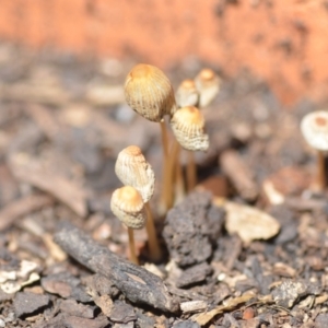 Coprinellus etc. at Wamboin, NSW - 6 Feb 2021 02:42 PM