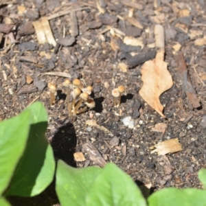 Coprinellus etc. at Wamboin, NSW - 6 Feb 2021