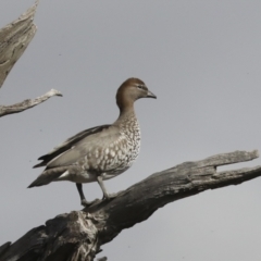 Chenonetta jubata (Australian Wood Duck) at The Pinnacle - 29 Jun 2021 by AlisonMilton