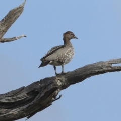 Chenonetta jubata at Hawker, ACT - 29 Jun 2021