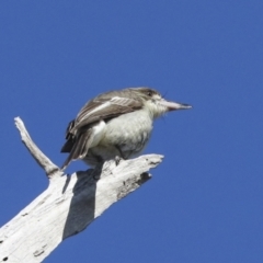 Cracticus torquatus (Grey Butcherbird) at Hawker, ACT - 29 Jun 2021 by AlisonMilton