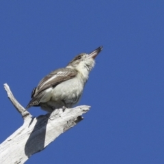 Cracticus torquatus at Hawker, ACT - 29 Jun 2021 03:18 PM