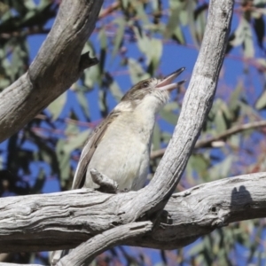 Cracticus torquatus at Hawker, ACT - 29 Jun 2021 03:18 PM