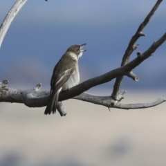 Cracticus torquatus at Hawker, ACT - 29 Jun 2021