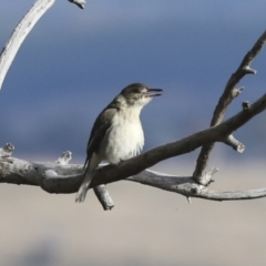 Cracticus torquatus at Hawker, ACT - 29 Jun 2021