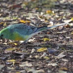 Psephotus haematonotus (Red-rumped Parrot) at Higgins, ACT - 29 Jun 2021 by AlisonMilton