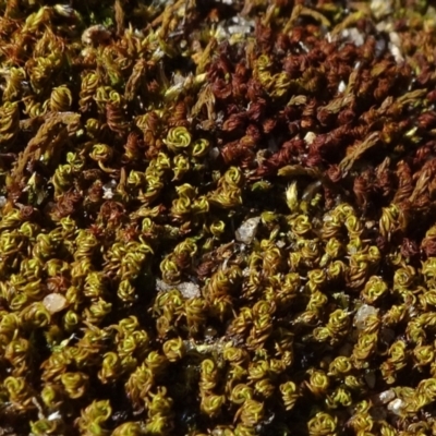 Pottiaceae (family) (A moss) at Cooma, NSW - 13 Nov 2020 by JanetRussell