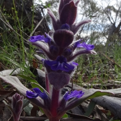 Ajuga australis (Austral Bugle) at Cooma, NSW - 13 Nov 2020 by JanetRussell