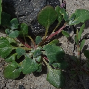 Chenopodium sp. at Maffra, NSW - 14 Nov 2020 12:39 PM