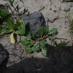 Chenopodium sp. at Maffra, NSW - 14 Nov 2020 12:39 PM