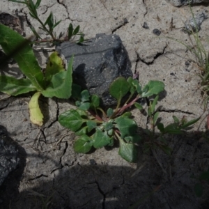 Chenopodium sp. at Maffra, NSW - 14 Nov 2020 12:39 PM