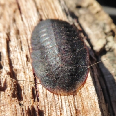 Laxta granicollis (Common bark or trilobite cockroach) at Rugosa - 28 Jun 2021 by SenexRugosus