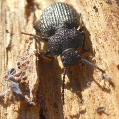 Adelium porcatum (Darkling Beetle) at Yass River, NSW - 28 Jun 2021 by SenexRugosus