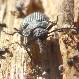 Adelium porcatum at Yass River, NSW - 28 Jun 2021