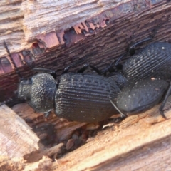 Adelium porcatum at Yass River, NSW - 28 Jun 2021