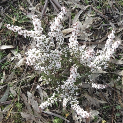 Leucopogon attenuatus (Small-leaved Beard Heath) at Tuggeranong Hill - 29 Jun 2021 by RobParnell