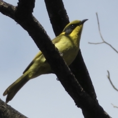 Lichenostomus melanops (Yellow-tufted Honeyeater) at Tuggeranong Hill - 29 Jun 2021 by RobParnell