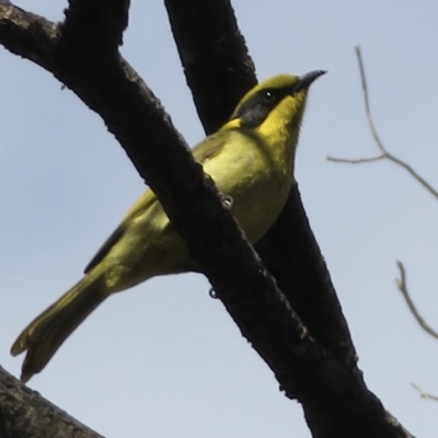 Lichenostomus melanops (Yellow-tufted Honeyeater) at Conder, ACT - 29 Jun 2021 by RobParnell